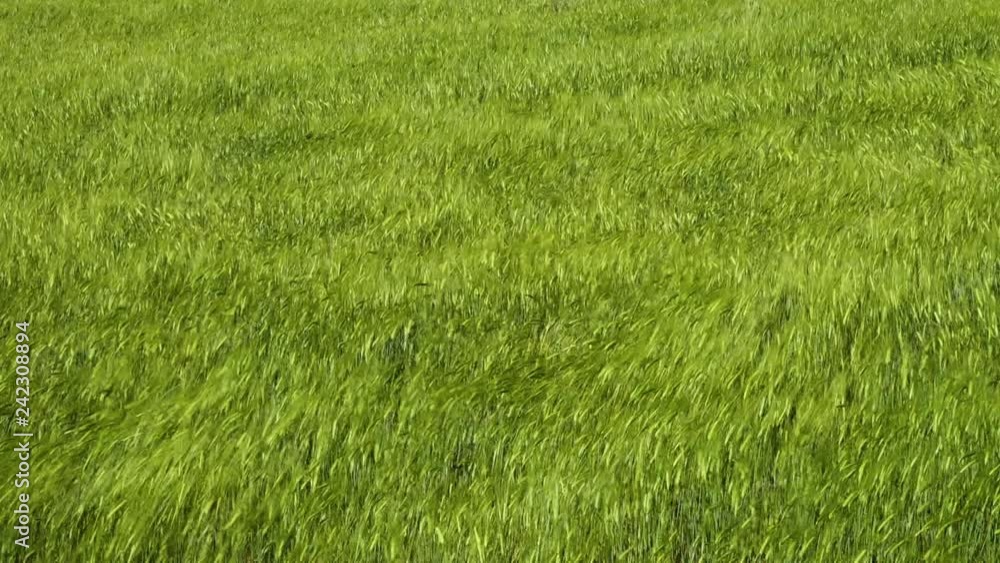 Mid shot of feathery grasses shimmering in a gusty wind together Mid shot of feathery grasses shimmering in a gusty wind together