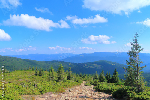Hiking trail in the forest area to the top of the mountain in the Carpathians.