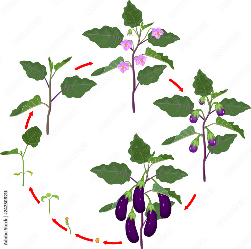 Life cycle of eggplant. Growth stages from seeding to flowering and