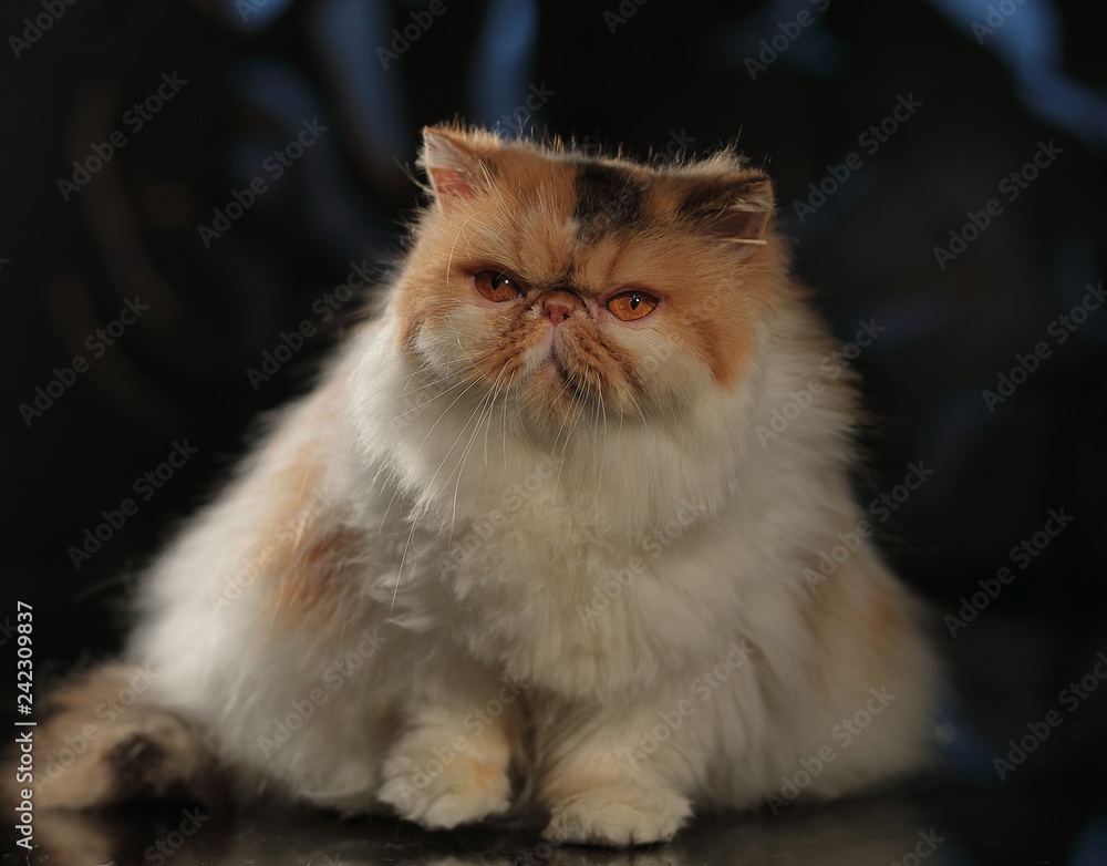 Persian Shorthair cat Persian Shorthair cat