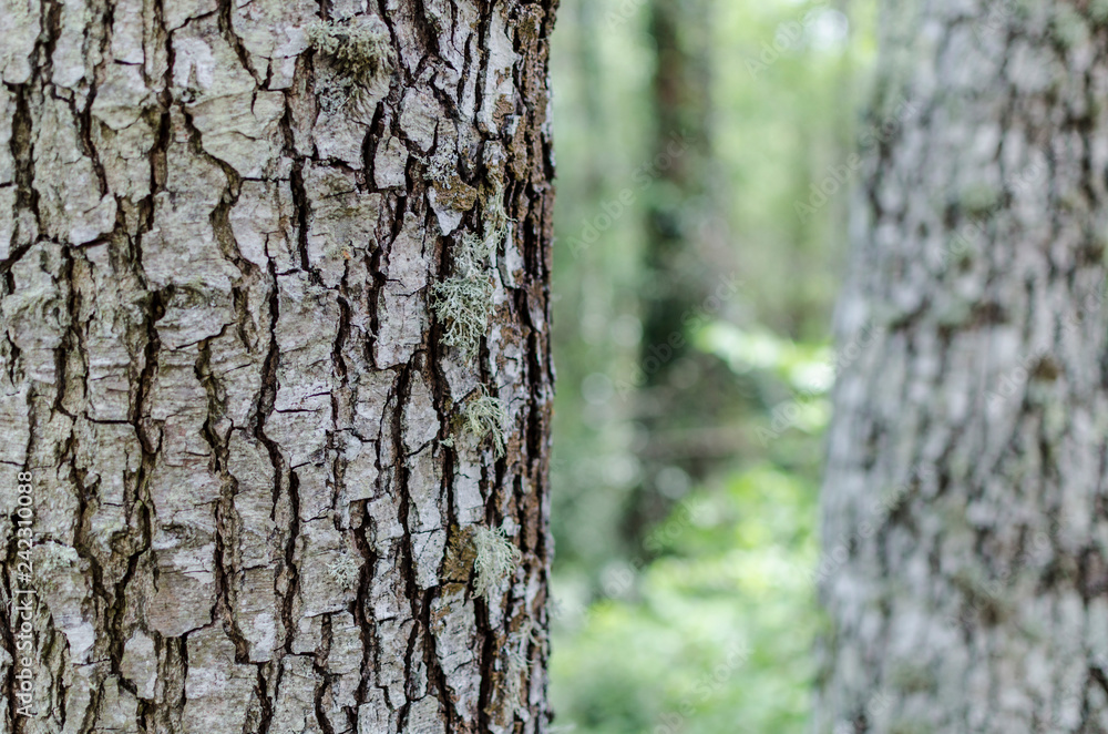 TRONCO ARBOL CORTEZA