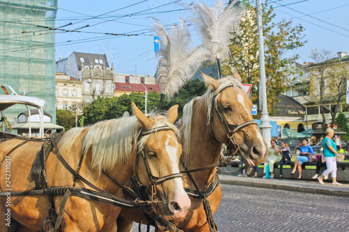 Horses with a carriage in the city center © Stasiuk