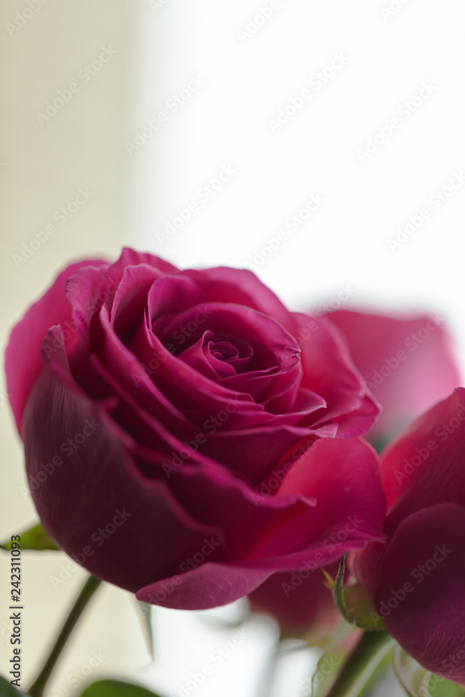 Fototapeta premium bouquet of roses, Valentines Day background