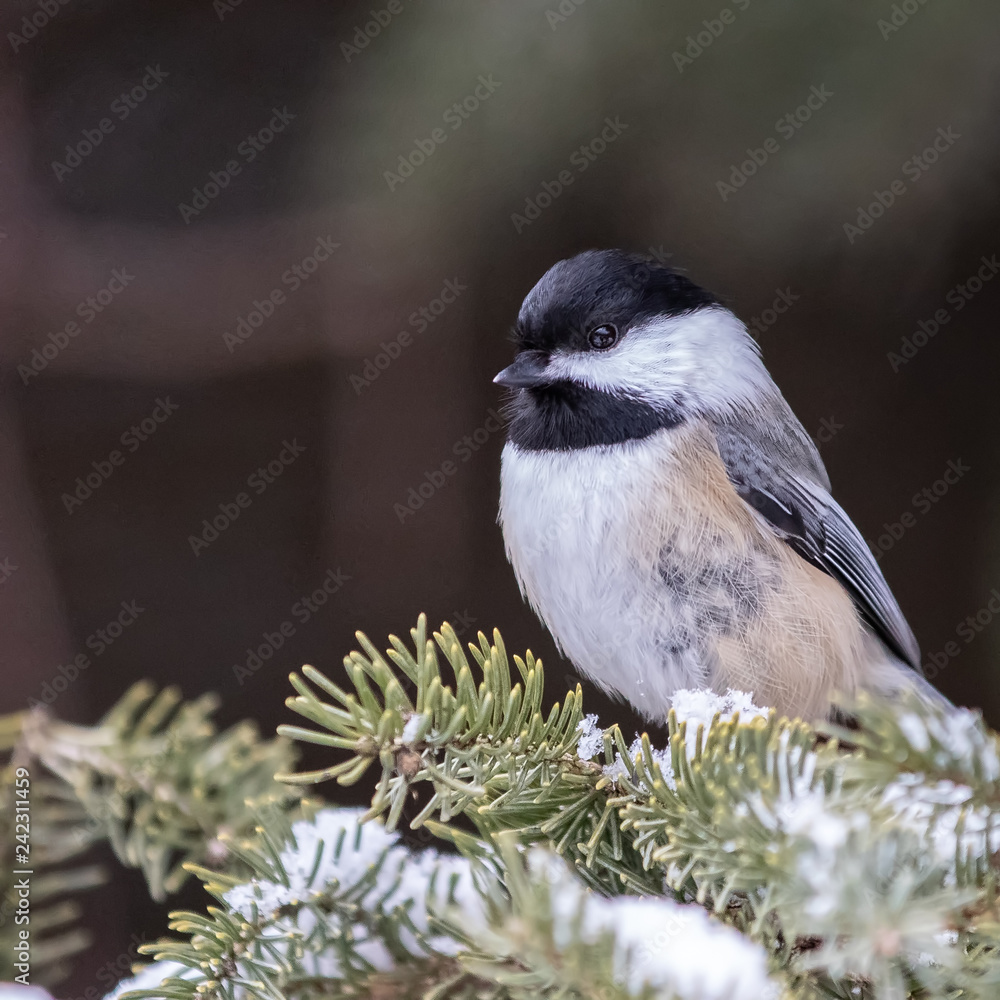 Black-capped Chickadee