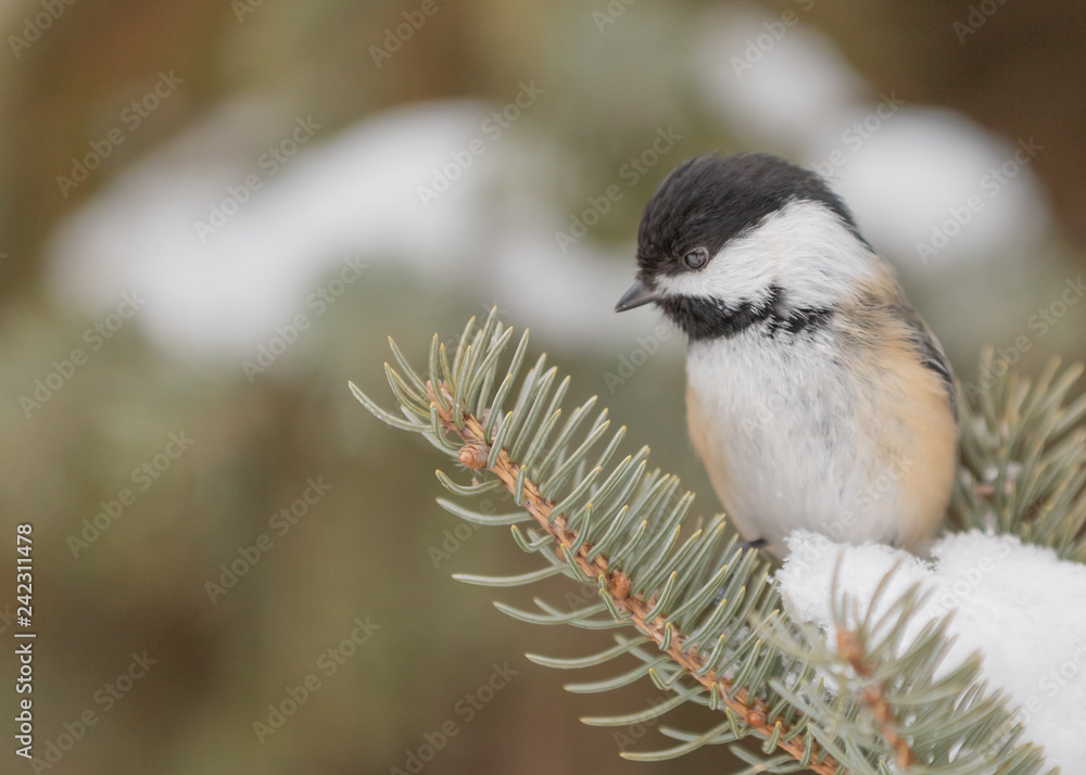 Naklejka premium Black-capped Chickadee