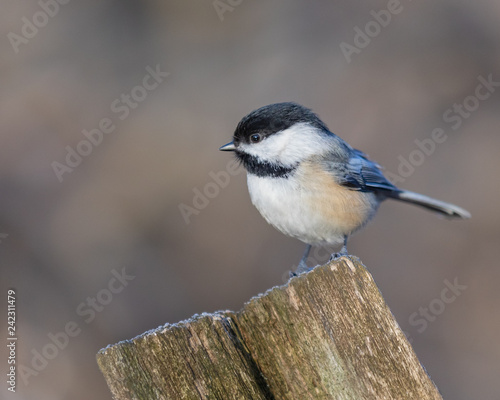 Black-capped Chickadee
