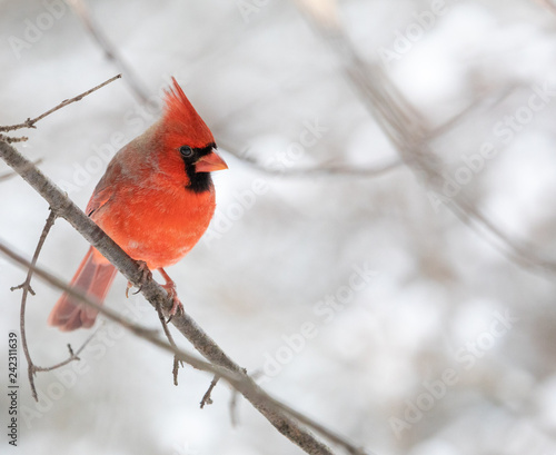 Male Northern Cardinal photo