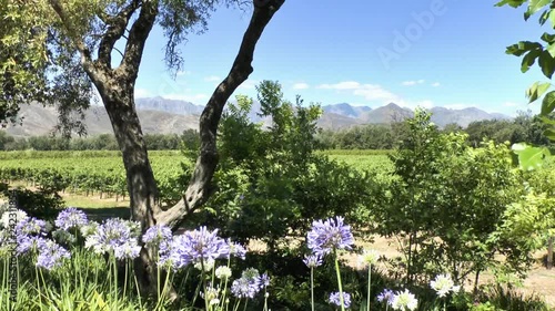 Cape Winelands - Vinyards, Mountains and Flowers - near Stellenbosch
