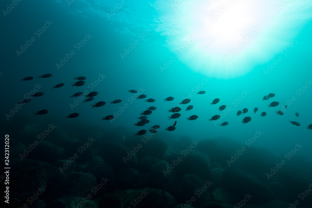 Fototapeta premium 海と魚のシルエット