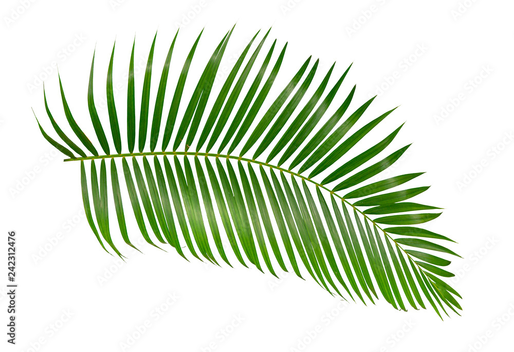 green palm leaf isolated on white background with clipping path - obrazy, fototapety, plakaty 