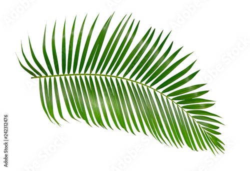 Fototapeta green palm leaf isolated on white background with clipping path