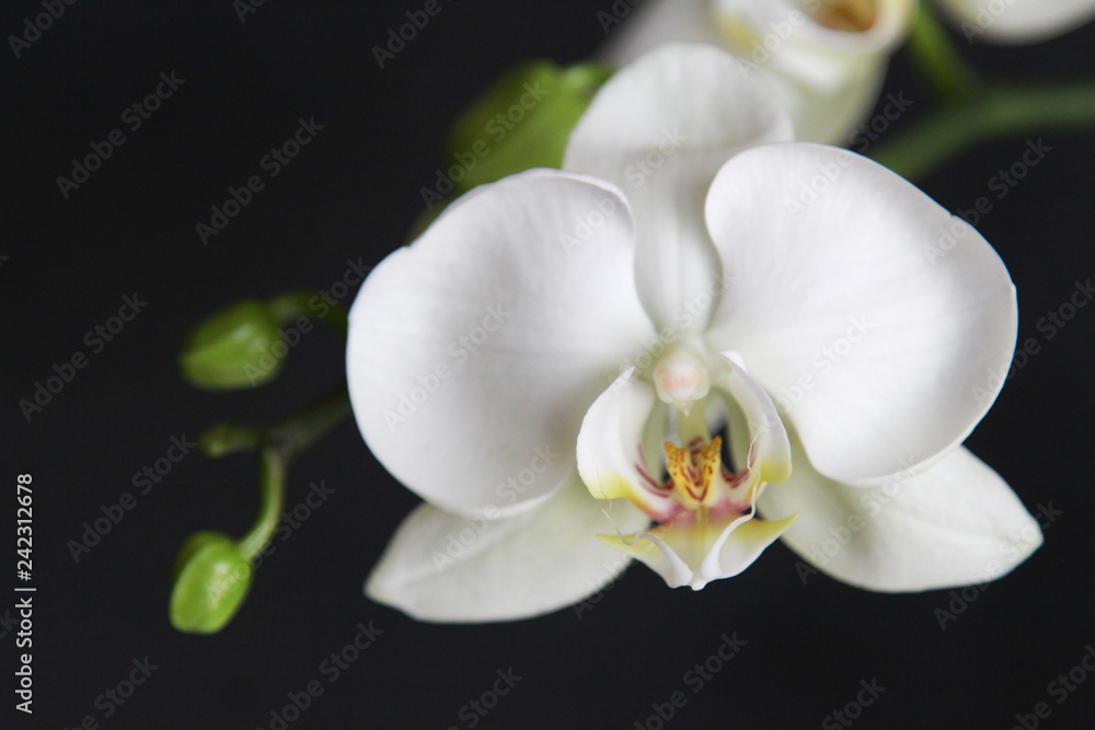 orchid orchid