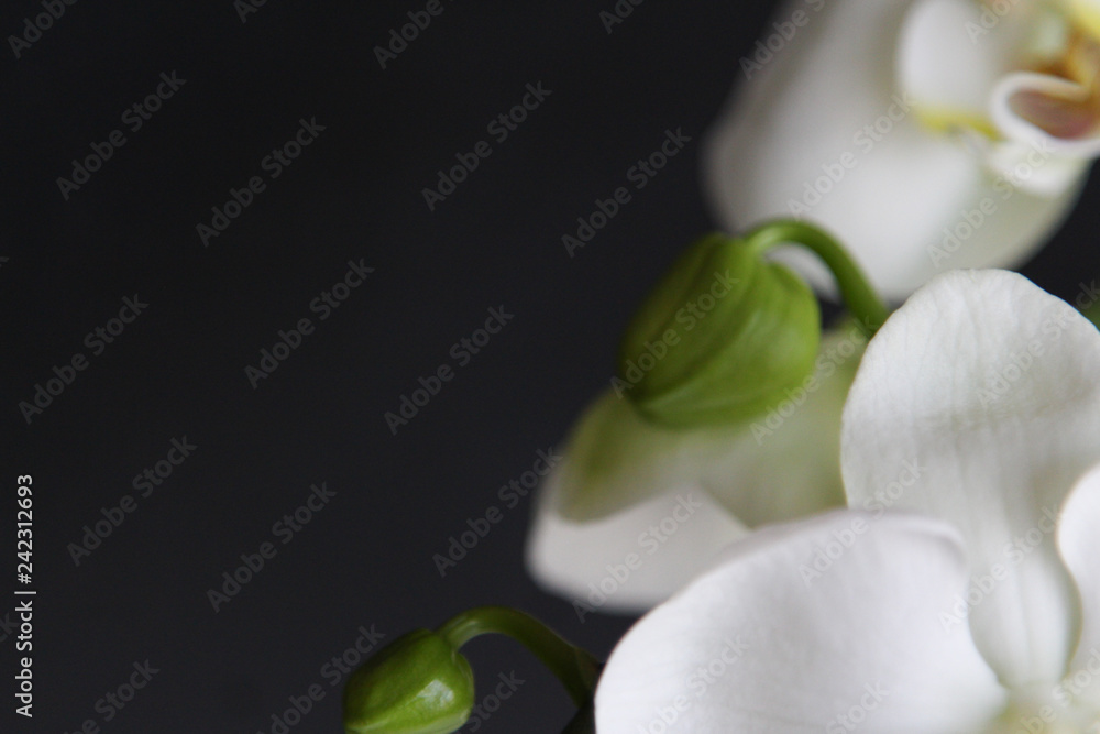Fototapeta premium orchid bud