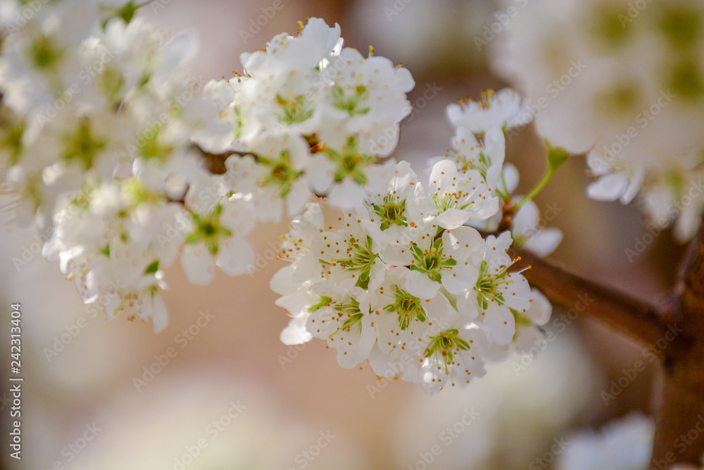 Three bunches of flowers on a Plum Tree branch