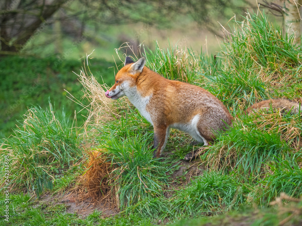 Red fox (Vulpes vulpes) on a grass background