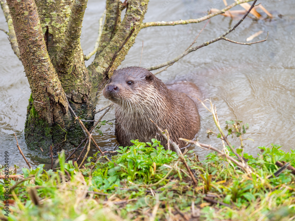 Eurasian otter (Lutra lutra) on a grass bank Eurasian otter (Lutra lutra) on a grass bank