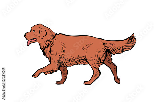 Golden Retriever dog