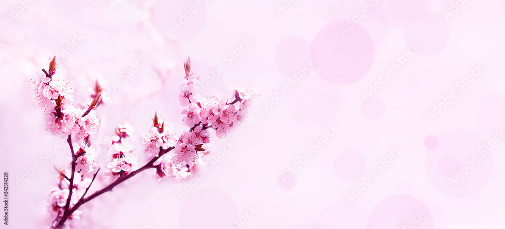 Cherry pink blossoms close up. Blooming cherry tree. Spring floral background