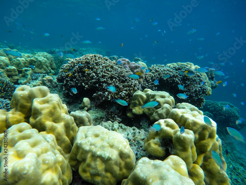 colorful coral reef in thailand