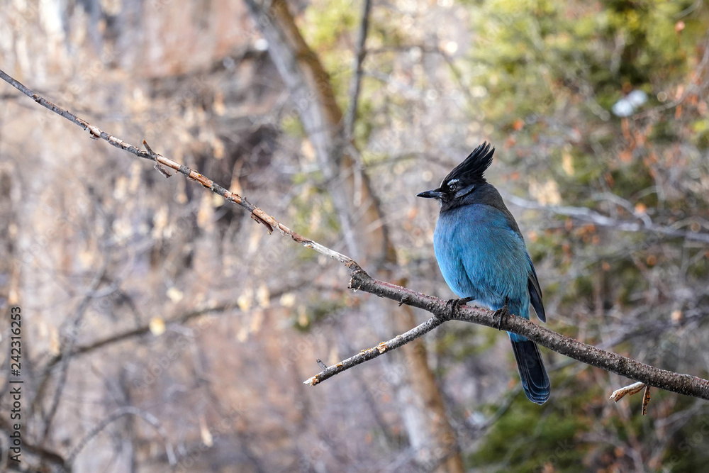 Obraz premium Steller's Jay