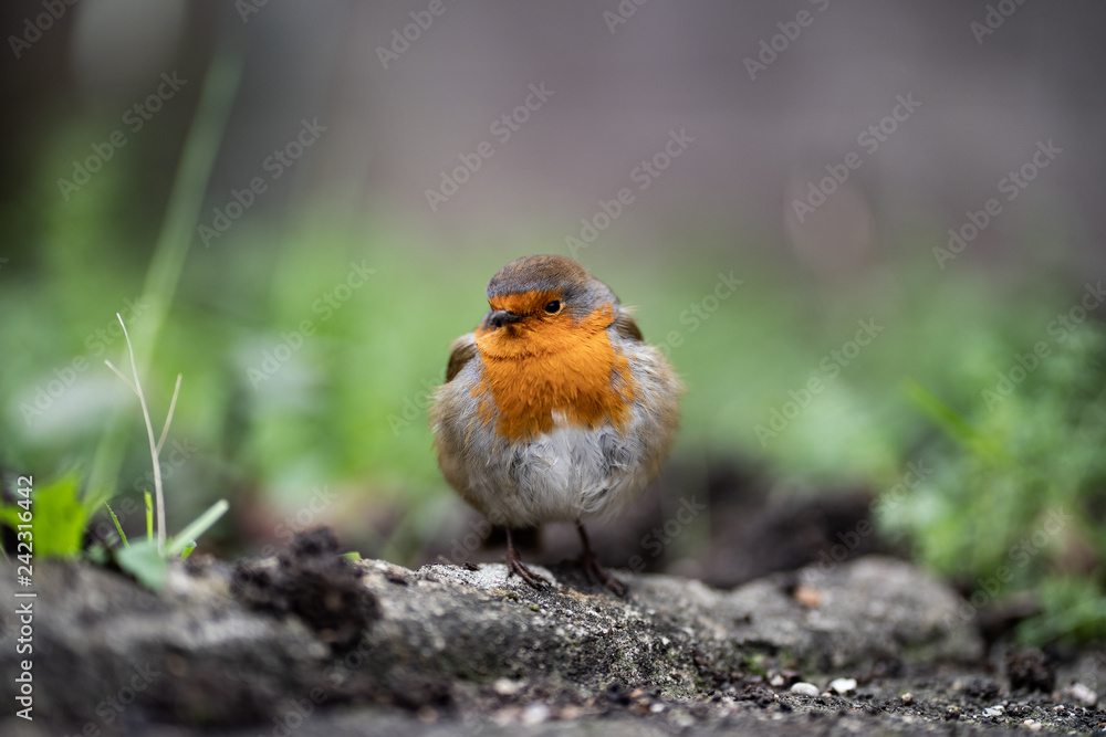 Robin in Garden Robin in Garden