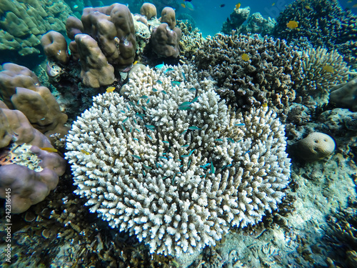 colorful coral reef in thailand