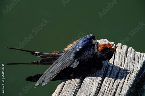 Swallow Chillax photo