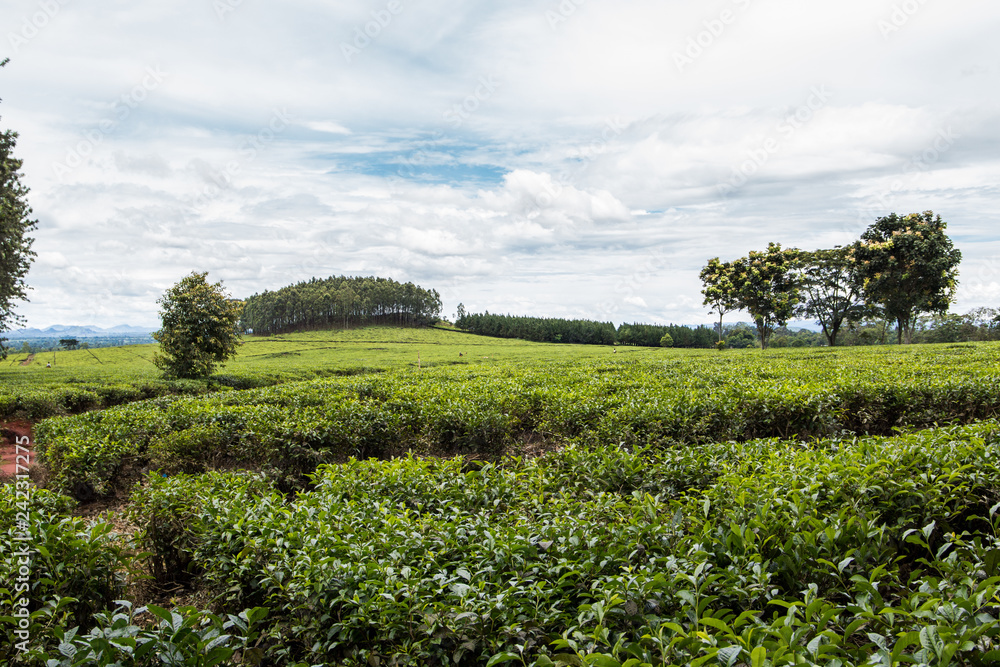 Beautiful green tea plantations of Mulanje in Malawi.