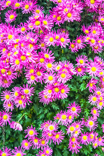 Purple chrysanthemum/Hazy dreamy flower background