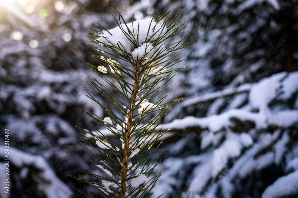 Fototapeta premium Winter theme photo of sunny snowy landscape. Snow covered fir trees in forest. Selective focus.