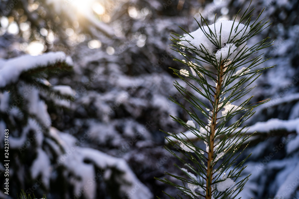 Obraz premium Winter theme photo of sunny snowy landscape. Snow covered fir trees in forest. Selective focus.