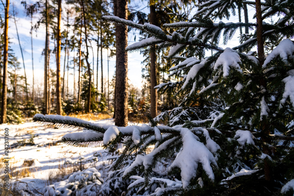 Obraz premium Winter theme photo of sunny snowy landscape. Snow covered fir trees in forest. Selective focus.