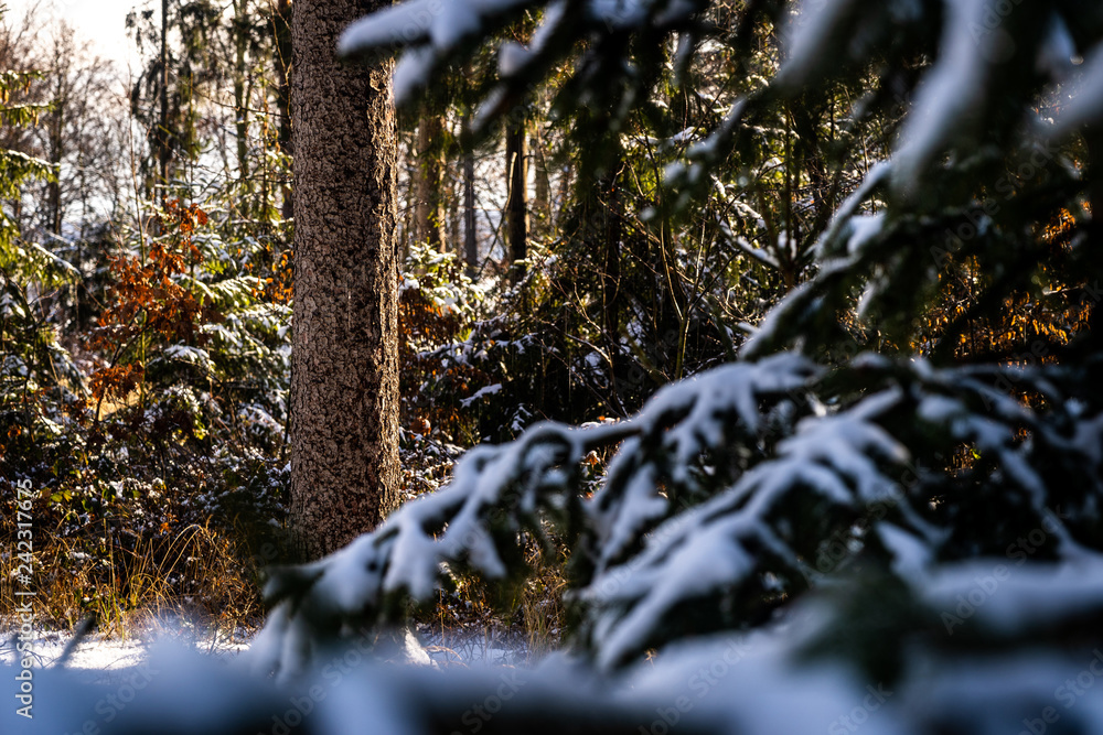 Obraz premium Winter theme photo of sunny snowy landscape. Snow covered fir trees in forest. Selective focus.