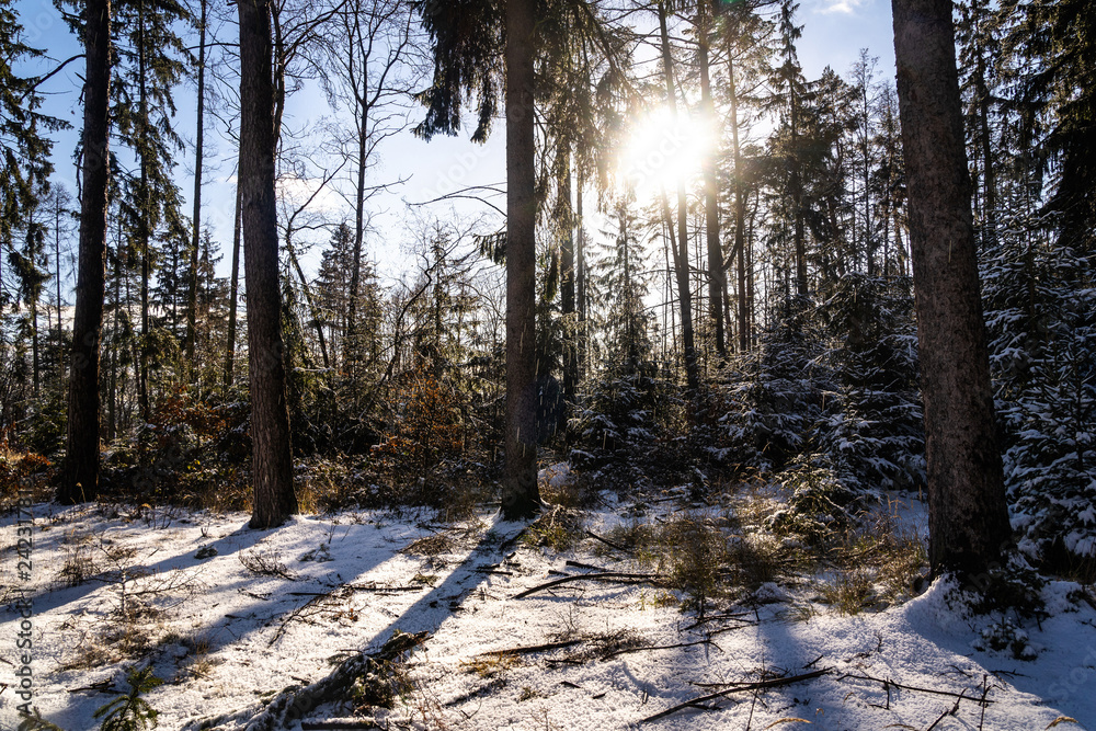 Obraz premium Winter theme photo of sunny snowy landscape. Snow covered fir trees in forest.