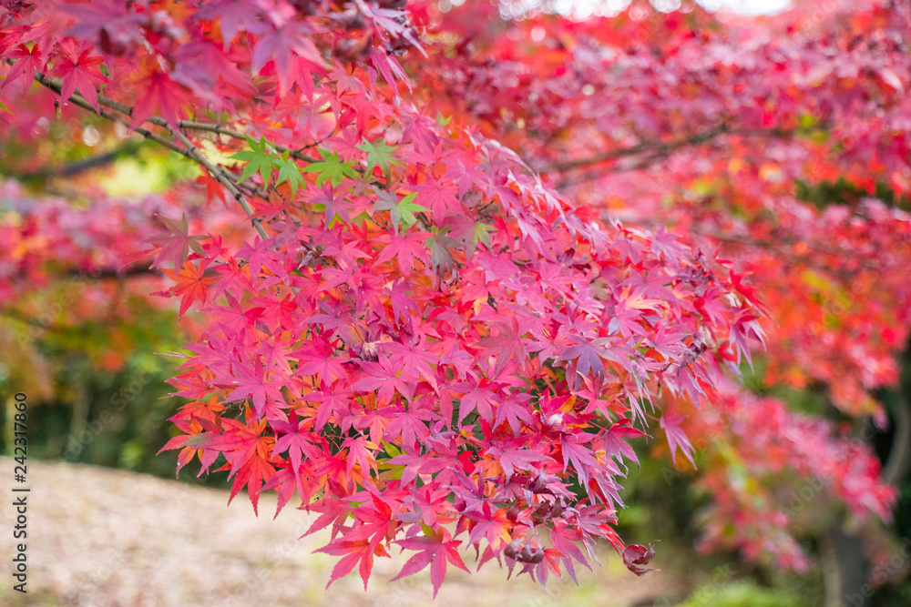 Autumn leaves in Tama Central Park / Tama City, Tokyo, Japan Autumn leaves in Tama Central Park / Tama City, Tokyo, Japan
