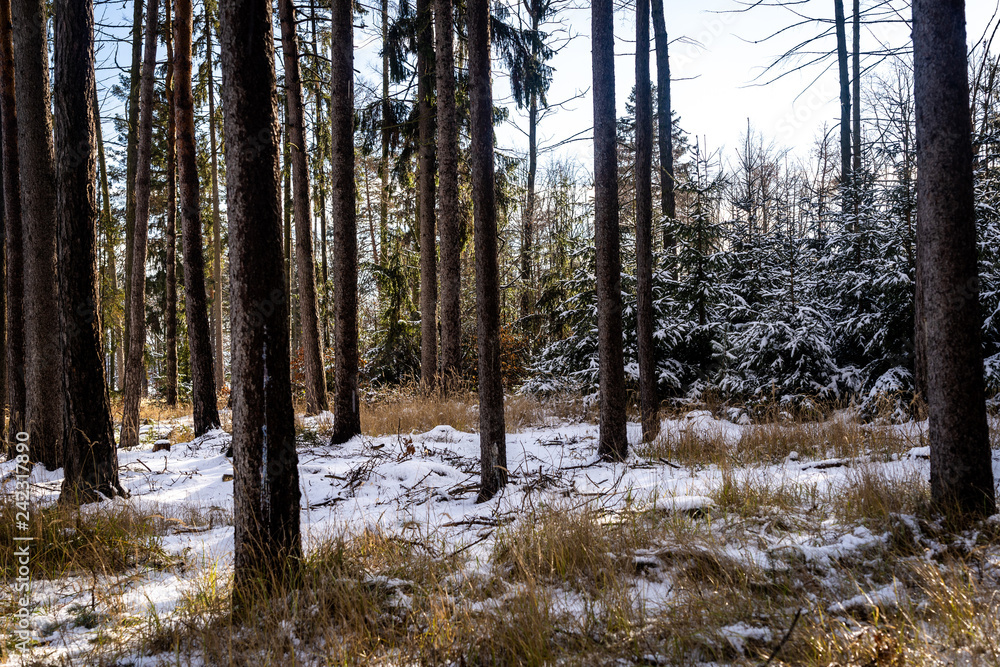 Obraz premium Winter theme photo of sunny snowy landscape. Snow covered fir trees in forest.
