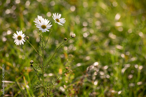 Chamomile in a green field