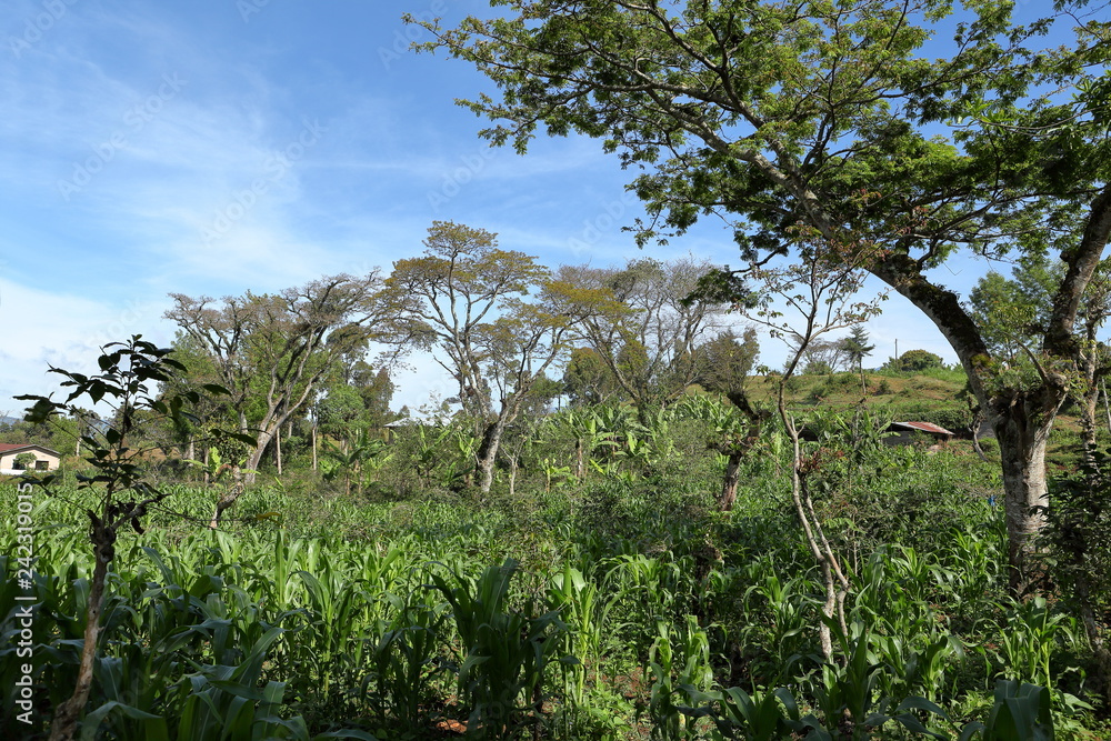 Fototapeta premium Lasy i pola w Tanzanii