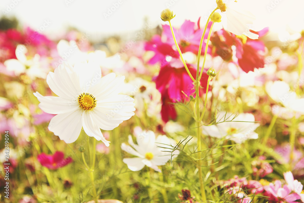 Fototapeta premium White cosmos flowers that are blooming in the morning sun
