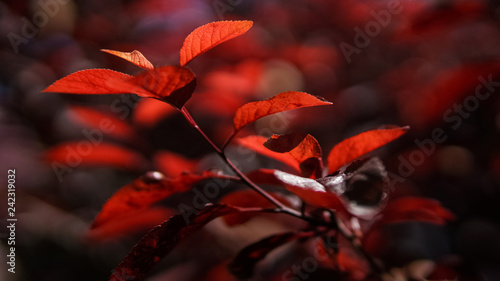 red prunus