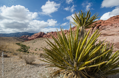 Photography Desert agave plants in the Red Rock Canyon National Conservation Area