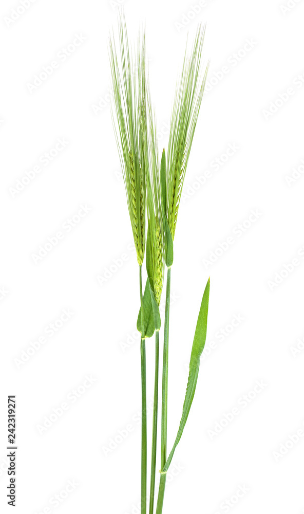 Obraz premium Green barley spikes on a white background