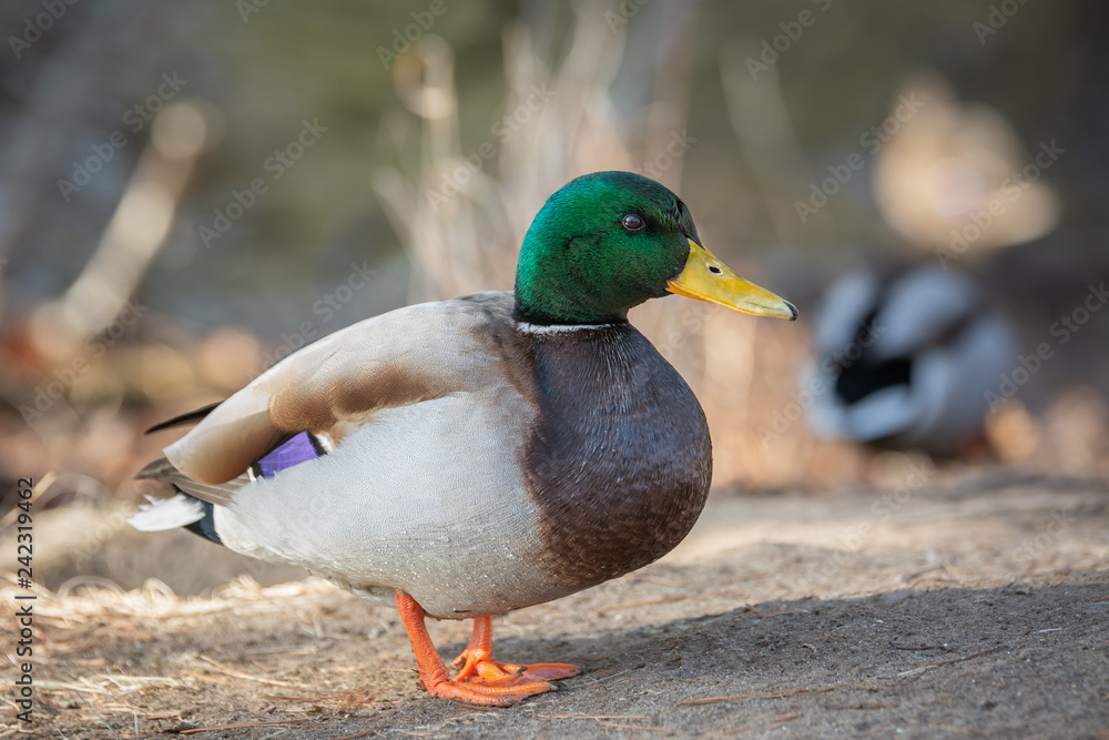 Obraz premium Mallard ducks sunning themselves in the winter on a wooded embankment in Brunswick, Maine 