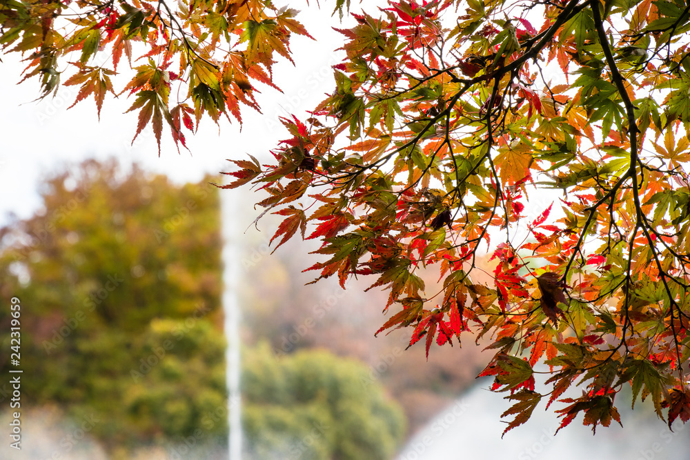 Autumn leaves in Tama Central Park / Tama City, Tokyo, Japan Autumn leaves in Tama Central Park / Tama City, Tokyo, Japan