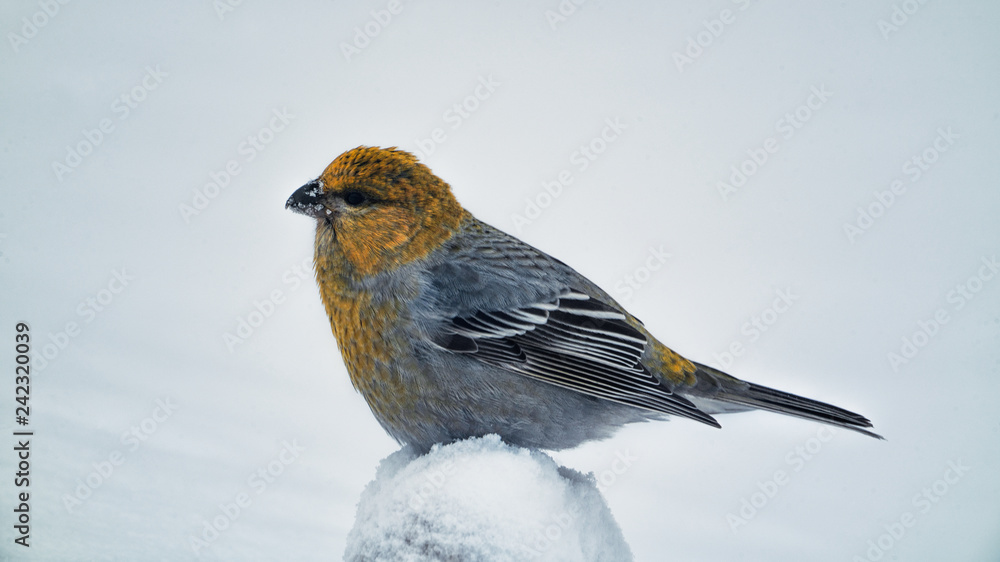 The crossbill yellow bird sitting on a branch frozen in the winter The crossbill yellow bird sitting on a branch frozen in the winter