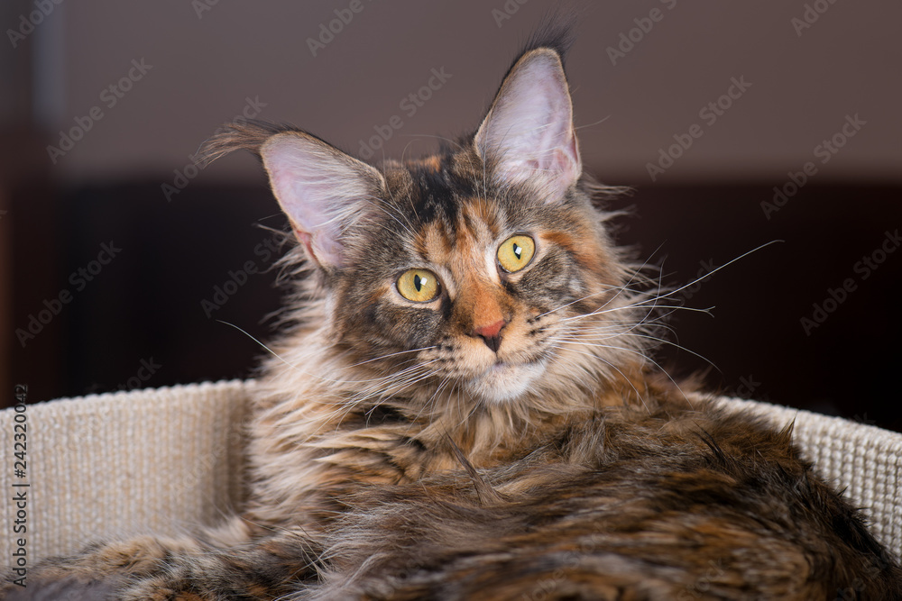 Fluffy tortoiseshell Kitty in Cat bed at home. Portrait of domestic Maine Coon Kitten. Playful beautiful young Cat looking at camera.