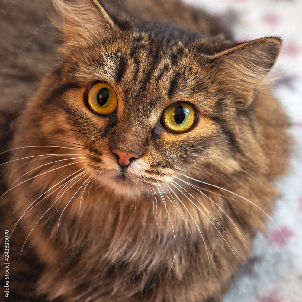 Portrait of a big fluffy cat looking straight into the lens Portrait of a big fluffy cat looking straight into the lens
