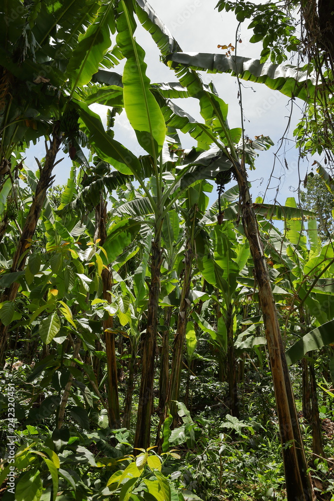 Fototapeta premium Plantacja bananów w Tanzanii