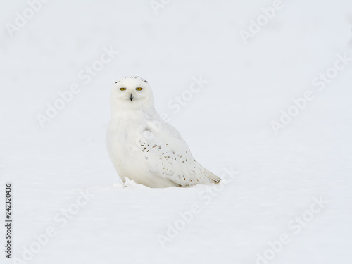 Male Snowy Owl Sitting on Snow Field, Portrait