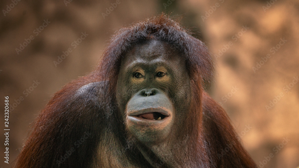 Fototapeta premium Monkey orangutan with surprised face